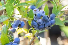 Vaccinium corymbosum 'Bluecrop' (Bosbes) fruitplant 60cm - afbeelding 12