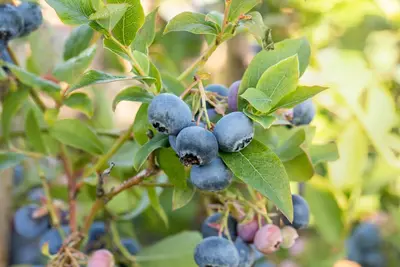 Vaccinium corymbosum 'Bluecrop' (Bosbes) fruitplant 60cm - afbeelding 15