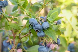 Vaccinium corymbosum 'Bluecrop' (Bosbes) fruitplant 60cm - afbeelding 15