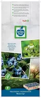 Vaccinium corymbosum 'Bluecrop' (Bosbes) fruitplant 60cm - afbeelding 4
