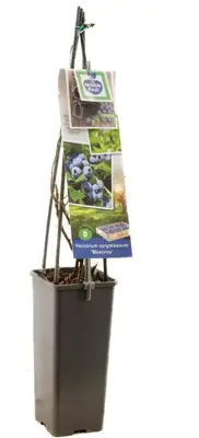 Vaccinium corymbosum 'Bluecrop' (Bosbes) fruitplant 60cm - afbeelding 3