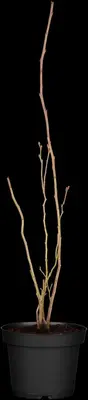Vaccinium corymbosum 'Bluecrop' (Bosbes) fruitplant 60cm - afbeelding 7