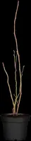 Vaccinium corymbosum 'Bluecrop' (Bosbes) fruitplant 60cm - afbeelding 7
