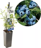Vaccinium corymbosum 'Bluecrop' (Bosbes) fruitplant 60cm kopen?