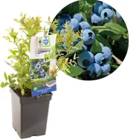 Vaccinium corymbosum 'Bluecrop' (Bosbes) fruitplant 60cm - afbeelding 1