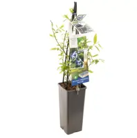 Vaccinium corymbosum 'Bluecrop' (Bosbes) fruitplant 60cm - afbeelding 2