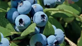 Vaccinium corymbosum 'Bluecrop' (Bosbes) fruitplant 60cm - afbeelding 5
