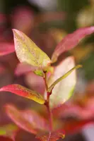 Vaccinium corymbosum 'Bluecrop' (Bosbes) fruitplant 60cm - afbeelding 8