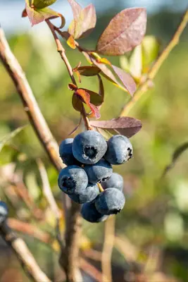 Vaccinium corymbosum 'Bluecrop' (Bosbes) fruitplant 60cm - afbeelding 10