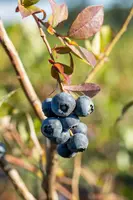Vaccinium corymbosum 'Bluecrop' (Bosbes) fruitplant 60cm - afbeelding 10