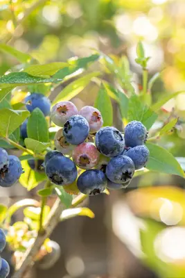 Vaccinium corymbosum 'Bluecrop' (Bosbes) fruitplant 60cm - afbeelding 13
