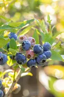 Vaccinium corymbosum 'Bluecrop' (Bosbes) fruitplant 60cm - afbeelding 13