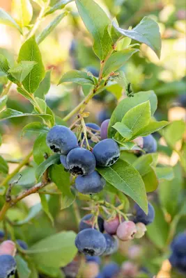 Vaccinium corymbosum 'Bluecrop' (Bosbes) fruitplant 60cm - afbeelding 14