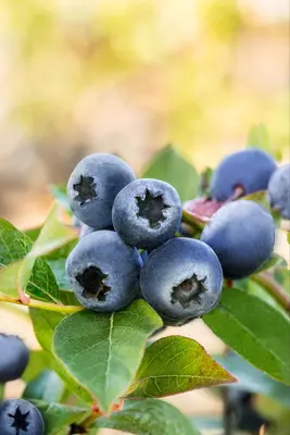 Vaccinium corymbosum 'Bluecrop' (Bosbes) fruitplant 60cm - afbeelding 16