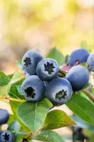 Vaccinium corymbosum 'Bluecrop' (Bosbes) fruitplant 60cm - afbeelding 16