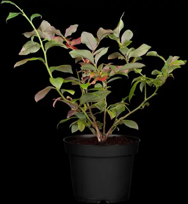 Vaccinium corymbosum 'Bluecrop' (Bosbes) fruitplant 60cm - afbeelding 6