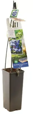 Vaccinium corymbosum 'Duke' (Bosbes) fruitplant 60cm - afbeelding 3