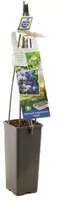 Vaccinium corymbosum 'Duke' (Bosbes) fruitplant 60cm - afbeelding 3
