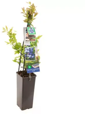 Vaccinium corymbosum 'Duke' (Bosbes) fruitplant 60cm - afbeelding 2