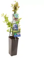 Vaccinium corymbosum 'Duke' (Bosbes) fruitplant 60cm - afbeelding 2