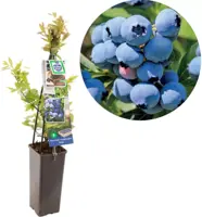 Vaccinium corymbosum 'Duke' (Bosbes) fruitplant 60cm - afbeelding 1