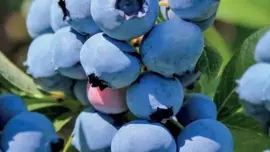 Vaccinium corymbosum 'Duke' (Bosbes) fruitplant 60cm - afbeelding 4