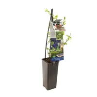 Vaccinium corymbosum 'Goldtraube' (Bosbes) fruitplant 60cm - afbeelding 1