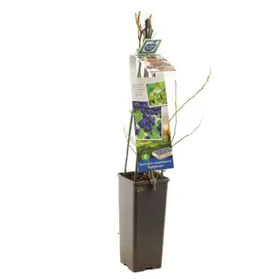 Vaccinium corymbosum 'Goldtraube' (Bosbes) fruitplant 60cm - afbeelding 2