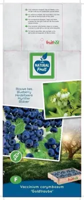 Vaccinium corymbosum 'Goldtraube' (Bosbes) fruitplant 60cm - afbeelding 3