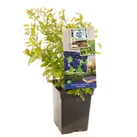 Vaccinium corymbosum 'Goldtraube' (Bosbes) fruitplant 60cm - afbeelding 1