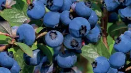 Vaccinium corymbosum 'Goldtraube' (Bosbes) fruitplant 60cm - afbeelding 4