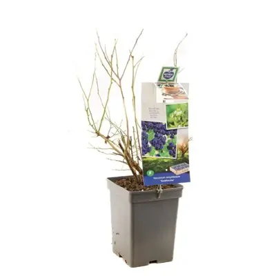 Vaccinium corymbosum 'Goldtraube' (Bosbes) fruitplant 60cm - afbeelding 2