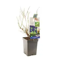 Vaccinium corymbosum 'Goldtraube' (Bosbes) fruitplant 60cm - afbeelding 2