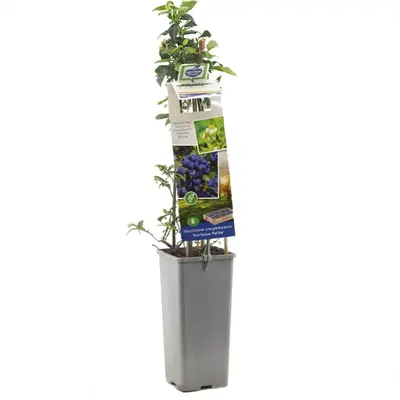 Vaccinium corymbosum 'Hortblue Petite' (Bosbes) fruitplant 60cm - afbeelding 1