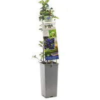 Vaccinium corymbosum 'Hortblue Petite' (Bosbes) fruitplant 60cm - afbeelding 1