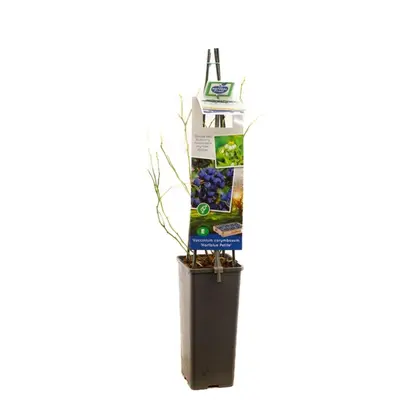 Vaccinium corymbosum 'Hortblue Petite' (Bosbes) fruitplant 60cm - afbeelding 2