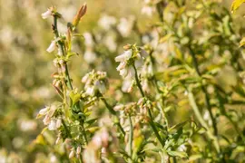 Vaccinium corymbosum 'Hortblue Petite' (Bosbes) fruitplant 60cm - afbeelding 7