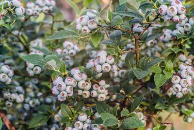 Vaccinium corymbosum 'Hortblue Petite' (Bosbes) fruitplant 60cm - afbeelding 5
