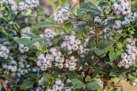 Vaccinium corymbosum 'Hortblue Petite' (Bosbes) fruitplant 60cm - afbeelding 5