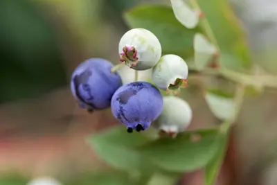Vaccinium corymbosum 'Hortblue Petite' (Bosbes) fruitplant 60cm - afbeelding 6