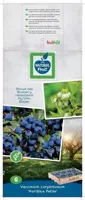 Vaccinium corymbosum 'Hortblue Petite' (Bosbes) fruitplant 60cm - afbeelding 4