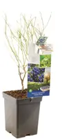 Vaccinium corymbosum 'Hortblue Petite' (Bosbes) fruitplant 60cm - afbeelding 3