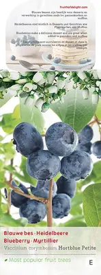 Vaccinium corymbosum 'Hortblue Petite' (Bosbes) fruitplant 60cm - afbeelding 3