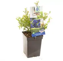 Vaccinium corymbosum 'Hortblue Petite' (Bosbes) fruitplant 60cm - afbeelding 2