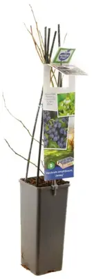Vaccinium corymbosum 'Jersey' (Bosbes) fruitplant 60cm - afbeelding 3
