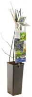 Vaccinium corymbosum 'Jersey' (Bosbes) fruitplant 60cm - afbeelding 3