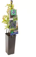 Vaccinium corymbosum 'Jersey' (Bosbes) fruitplant 60cm - afbeelding 2