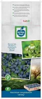 Vaccinium corymbosum 'Jersey' (Bosbes) fruitplant 60cm - afbeelding 4