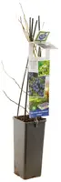 Vaccinium corymbosum 'Jersey' (Bosbes) fruitplant 60cm - afbeelding 3