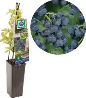 Vaccinium corymbosum 'Jersey' (Bosbes) fruitplant 60cm - afbeelding 1